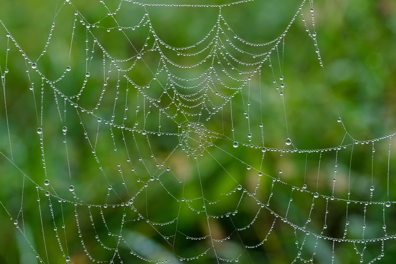 Dark Web